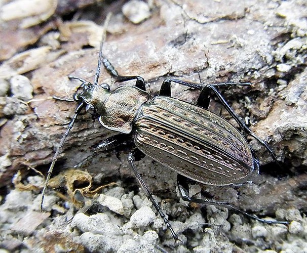 Carabus granulatus © <a href="//commons.wikimedia.org/wiki/User:Siga" title="User:Siga">Siga</a>