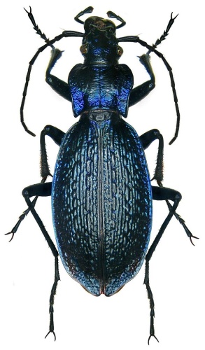 Carabus intricatus © <a href="//commons.wikimedia.org/w/index.php?title=User:URSchmidt&amp;action=edit&amp;redlink=1" class="new" title="User:URSchmidt (page does not exist)">URSchmidt</a>