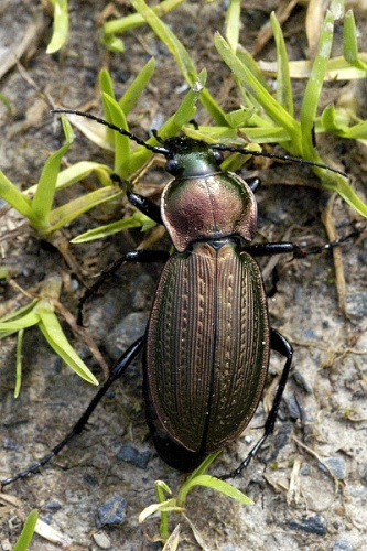 Carabus monilis &copy; James K. Lindsey