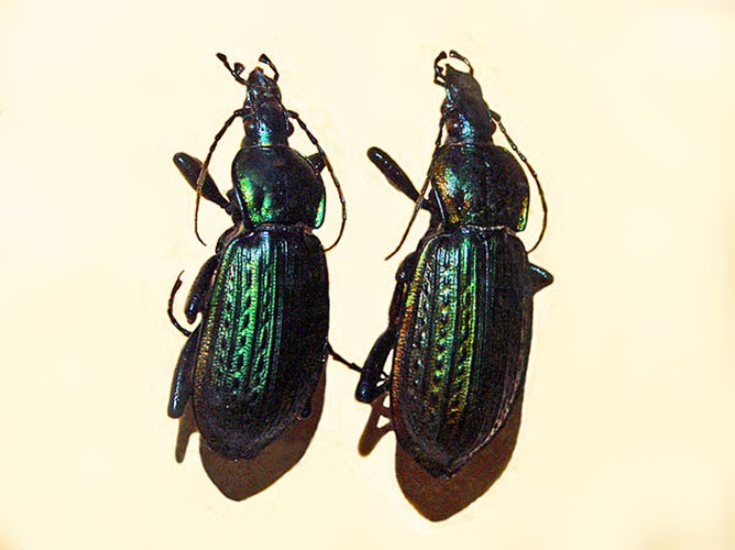 Carabus morbillosus © <a href="//commons.wikimedia.org/wiki/User:Hectonichus" title="User:Hectonichus">Hectonichus</a>]