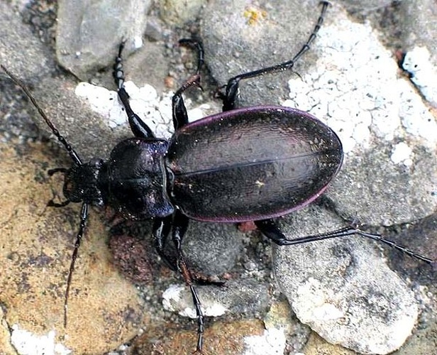 Carabus nemoralis &copy; <a href="https://de.wikipedia.org/wiki/Benutzer:Soebe" class="extiw" title="de:Benutzer:Soebe">Soebe</a>
