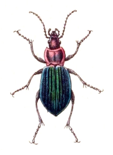 Carabus nitens &copy; <bdi><a href="https://en.wikipedia.org/wiki/en:Carl_Gustav_Calwer" class="extiw" title="w:en:Carl Gustav Calwer">Carl Gustav Calwer</a>
</bdi>