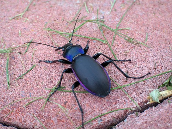 Carabus violaceus &copy; 