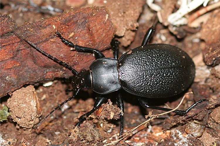 Carabus coriaceus © Holger Gröschl