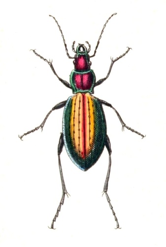 Carabus rutilans &copy; <bdi><a href="https://www.wikidata.org/wiki/Q18508143" class="extiw" title="d:Q18508143">Emil Hochdanz</a>
</bdi>