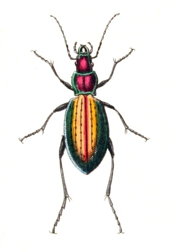 Carabus rutilans © <bdi><a href="https://www.wikidata.org/wiki/Q18508143" class="extiw" title="d:Q18508143">Emil Hochdanz</a>
</bdi>