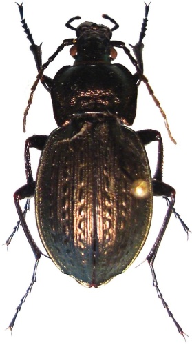 Carabus vagans © <a href="//commons.wikimedia.org/w/index.php?title=User:Lsadonkey&amp;action=edit&amp;redlink=1" class="new" title="User:Lsadonkey (page does not exist)">Lsadonkey</a>