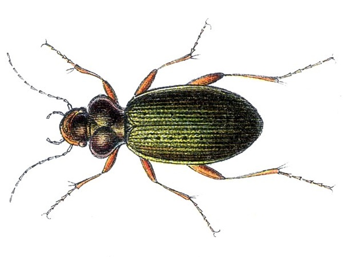 Leistus nitidus © Edmund Reitter (1845–1920)
