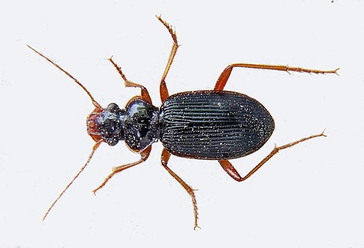 Leistus rufomarginatus &copy; <a href="//commons.wikimedia.org/wiki/User:Siga" title="User:Siga">Siga</a>