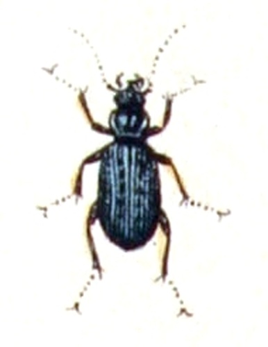 Leistus spinibarbis &copy; <bdi><a href="https://www.wikidata.org/wiki/Q18508143" class="extiw" title="d:Q18508143">Emil Hochdanz</a>
</bdi>