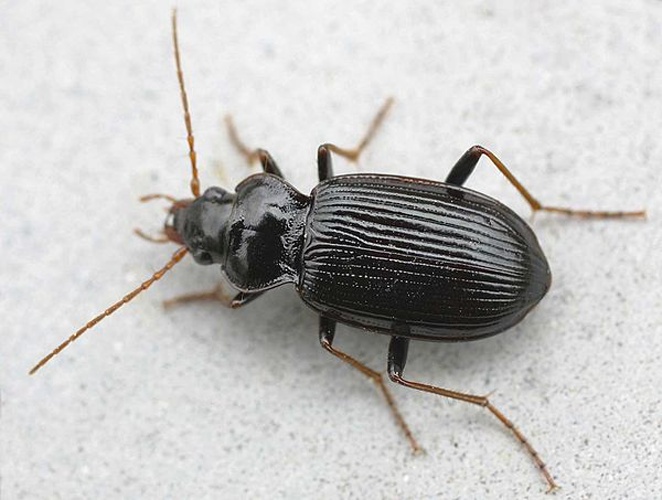 Nebria brevicollis © 