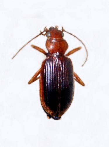 Nebria psammodes &copy; <a href="//commons.wikimedia.org/wiki/User:Hectonichus" title="User:Hectonichus">Hectonichus</a>