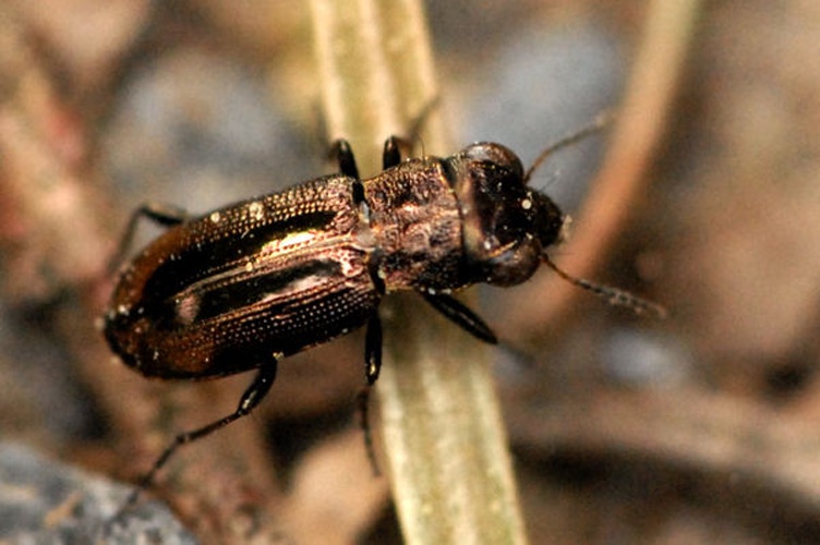 Notiophilus biguttatus &copy; James K. Lindsey