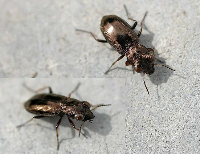 Notiophilus rufipes &copy; 