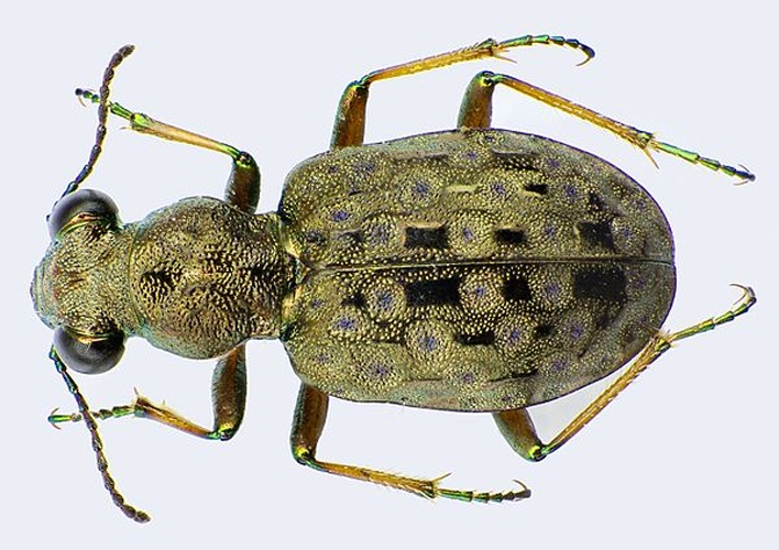 Elaphrus aureus &copy; <a href="//commons.wikimedia.org/wiki/User:Siga" title="User:Siga">Siga</a>