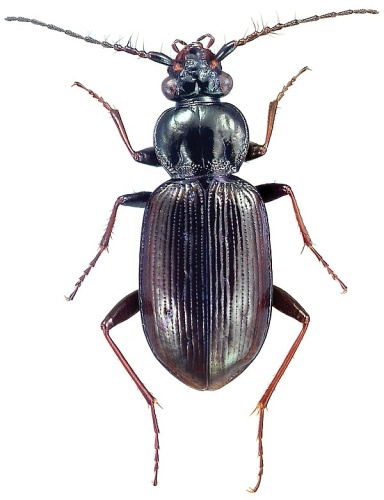 Loricera pilicornis &copy; Yves Bousquet