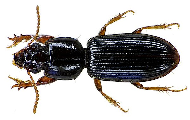 Clivina fossor &copy; <a href="//commons.wikimedia.org/wiki/User:Siga" title="User:Siga">Siga</a>
