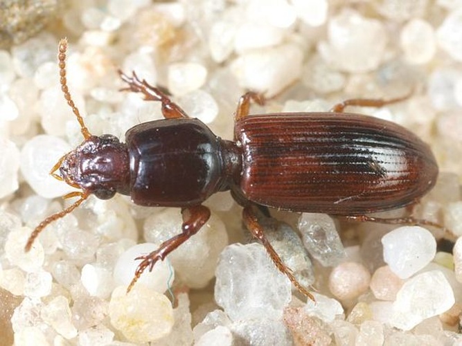 Clivina collaris © <table style="width:100%; border:1px solid #aaa; background:#efd; text-align:center"><tbody><tr>
<td>
<a href="//commons.wikimedia.org/wiki/File:Aspitates_ochrearia.jpg" class="image"><img alt="Aspitates ochrearia.jpg" src="https://upload.wikimedia.org/wikipedia/commons/thumb/b/bc/Aspitates_ochrearia.jpg/55px-Aspitates_ochrearia.jpg" decoding="async" width="55" height="41" srcset="https://upload.wikimedia.org/wikipedia/commons/thumb/b/bc/Aspitates_ochrearia.jpg/83px-Aspitates_ochrearia.jpg 1.5x, https://upload.wikimedia.org/wikipedia/commons/thumb/b/bc/Aspitates_ochrearia.jpg/110px-Aspitates_ochrearia.jpg 2x" data-file-width="800" data-file-height="600"></a>
</td>
<td>This image is created by user <a rel="nofollow" class="external text" href="http://waarneming.nl/user/photos/5009">Wim Rubers</a> at <a rel="nofollow" class="external text" href="http://waarneming.nl/">waarneming.nl</a>, a source of nature observations in the Netherlands.
</td>
</tr></tbody></table>