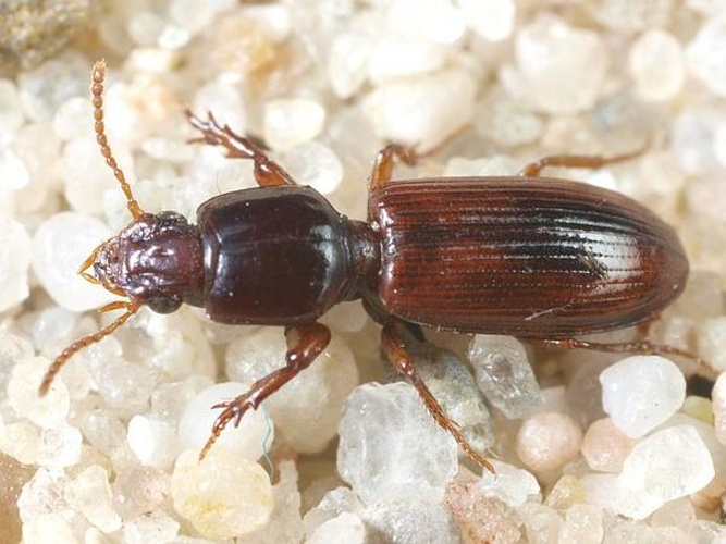 Clivina collaris &copy; <table style="width:100%; border:1px solid #aaa; background:#efd; text-align:center"><tbody><tr>
<td>
<a href="//commons.wikimedia.org/wiki/File:Aspitates_ochrearia.jpg" class="image"><img alt="Aspitates ochrearia.jpg" src="https://upload.wikimedia.org/wikipedia/commons/thumb/b/bc/Aspitates_ochrearia.jpg/55px-Aspitates_ochrearia.jpg" decoding="async" width="55" height="41" srcset="https://upload.wikimedia.org/wikipedia/commons/thumb/b/bc/Aspitates_ochrearia.jpg/83px-Aspitates_ochrearia.jpg 1.5x, https://upload.wikimedia.org/wikipedia/commons/thumb/b/bc/Aspitates_ochrearia.jpg/110px-Aspitates_ochrearia.jpg 2x" data-file-width="800" data-file-height="600"></a>
</td>
<td>This image is created by user <a rel="nofollow" class="external text" href="http://waarneming.nl/user/photos/5009">Wim Rubers</a> at <a rel="nofollow" class="external text" href="http://waarneming.nl/">waarneming.nl</a>, a source of nature observations in the Netherlands.
</td>
</tr></tbody></table>