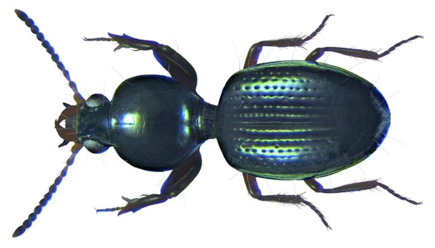 Dyschirius globosus &copy; <a rel="nofollow" class="external text" href="https://www.flickr.com/people/30703260@N08">Udo Schmidt</a>