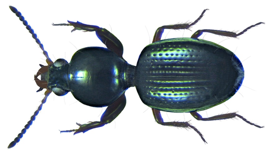 Dyschirius globosus © <a rel="nofollow" class="external text" href="https://www.flickr.com/people/30703260@N08">Udo Schmidt</a>