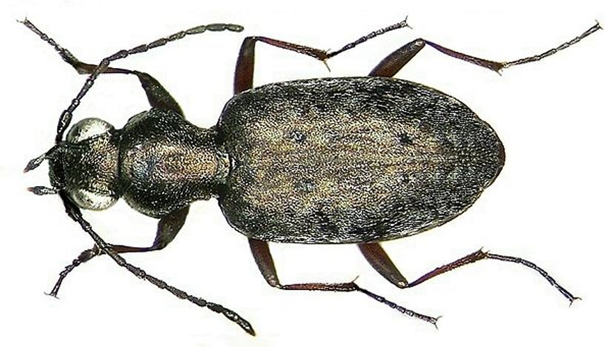 Asaphidion caraboides © <a rel="nofollow" class="external text" href="https://www.flickr.com/people/30703260@N08">Udo Schmidt</a> from Deutschland