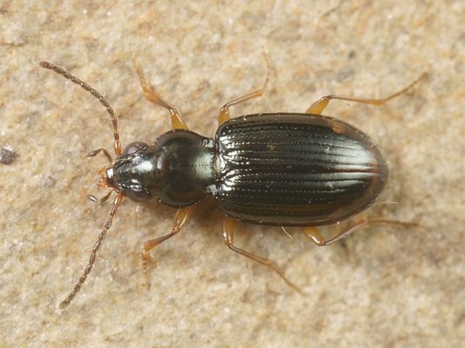 Bembidion assimile © <table style="width:100%; border:1px solid #aaa; background:#efd; text-align:center"><tbody><tr>
<td>
<a href="//commons.wikimedia.org/wiki/File:Aspitates_ochrearia.jpg" class="image"><img alt="Aspitates ochrearia.jpg" src="https://upload.wikimedia.org/wikipedia/commons/thumb/b/bc/Aspitates_ochrearia.jpg/55px-Aspitates_ochrearia.jpg" decoding="async" width="55" height="41" srcset="https://upload.wikimedia.org/wikipedia/commons/thumb/b/bc/Aspitates_ochrearia.jpg/83px-Aspitates_ochrearia.jpg 1.5x, https://upload.wikimedia.org/wikipedia/commons/thumb/b/bc/Aspitates_ochrearia.jpg/110px-Aspitates_ochrearia.jpg 2x" data-file-width="800" data-file-height="600"></a>
</td>
<td>This image is created by user <a rel="nofollow" class="external text" href="http://waarneming.nl/user/photos/5009">Wim Rubers</a> at <a rel="nofollow" class="external text" href="http://waarneming.nl/">waarneming.nl</a>, a source of nature observations in the Netherlands.
</td>
</tr></tbody></table>
