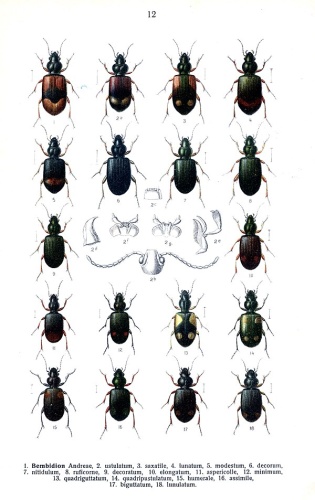 Bembidion (Emphanes) minimum &copy; 