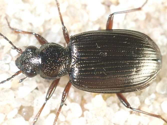 Bembidion punctulatum © <table style="width:100%; border:1px solid #aaa; background:#efd; text-align:center"><tbody><tr>
<td>
<a href="//commons.wikimedia.org/wiki/File:Aspitates_ochrearia.jpg" class="image"><img alt="Aspitates ochrearia.jpg" src="https://upload.wikimedia.org/wikipedia/commons/thumb/b/bc/Aspitates_ochrearia.jpg/55px-Aspitates_ochrearia.jpg" decoding="async" width="55" height="41" srcset="https://upload.wikimedia.org/wikipedia/commons/thumb/b/bc/Aspitates_ochrearia.jpg/83px-Aspitates_ochrearia.jpg 1.5x, https://upload.wikimedia.org/wikipedia/commons/thumb/b/bc/Aspitates_ochrearia.jpg/110px-Aspitates_ochrearia.jpg 2x" data-file-width="800" data-file-height="600"></a>
</td>
<td>This image is created by user <a rel="nofollow" class="external text" href="http://waarneming.nl/user/photos/5009">Wim Rubers</a> at <a rel="nofollow" class="external text" href="http://waarneming.nl/">waarneming.nl</a>, a source of nature observations in the Netherlands.
</td>
</tr></tbody></table>