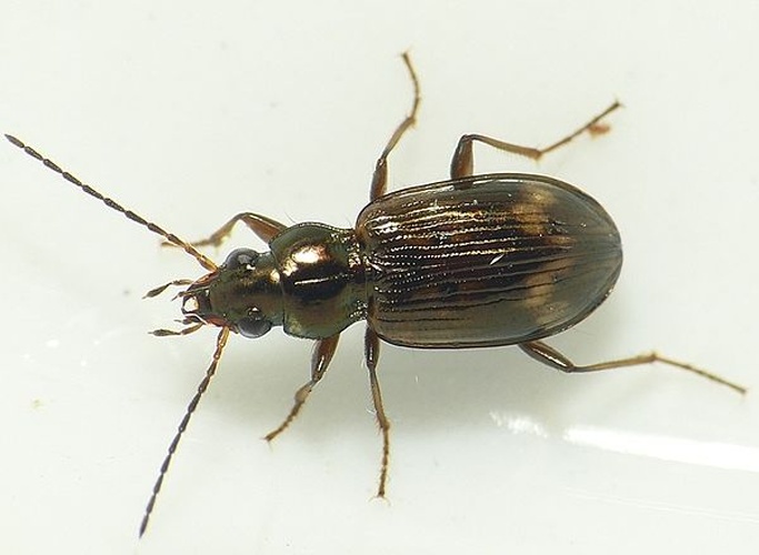 Bembidion dentellum © <table style="width:100%; border:1px solid #aaa; background:#efd; text-align:center"><tbody><tr>
<td>
<a href="//commons.wikimedia.org/wiki/File:Aspitates_ochrearia.jpg" class="image"><img alt="Aspitates ochrearia.jpg" src="https://upload.wikimedia.org/wikipedia/commons/thumb/b/bc/Aspitates_ochrearia.jpg/55px-Aspitates_ochrearia.jpg" decoding="async" width="55" height="41" srcset="https://upload.wikimedia.org/wikipedia/commons/thumb/b/bc/Aspitates_ochrearia.jpg/83px-Aspitates_ochrearia.jpg 1.5x, https://upload.wikimedia.org/wikipedia/commons/thumb/b/bc/Aspitates_ochrearia.jpg/110px-Aspitates_ochrearia.jpg 2x" data-file-width="800" data-file-height="600"></a>
</td>
<td>This image is created by user <a rel="nofollow" class="external text" href="http://waarneming.nl/user/photos/19474">Dick Belgers</a> at <a rel="nofollow" class="external text" href="http://waarneming.nl/">waarneming.nl</a>, a source of nature observations in the Netherlands.
</td>
</tr></tbody></table>