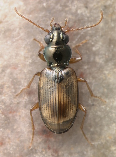 Bembidion ephippium © David R. Madison