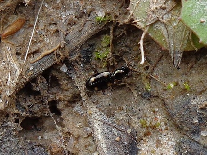 Bembidion quadripustulatum © <a href="//commons.wikimedia.org/wiki/User:AfroBrazilian" title="User:AfroBrazilian">AfroBrazilian</a>