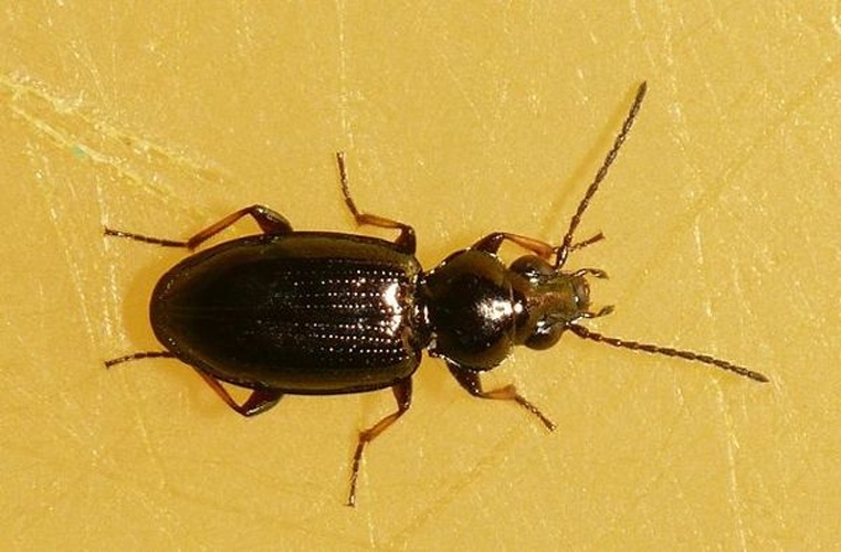 Bembidion properans &copy; <table style="width:100%; border:1px solid #aaa; background:#efd; text-align:center"><tbody><tr>
<td>
<a href="//commons.wikimedia.org/wiki/File:Aspitates_ochrearia.jpg" class="image"><img alt="Aspitates ochrearia.jpg" src="https://upload.wikimedia.org/wikipedia/commons/thumb/b/bc/Aspitates_ochrearia.jpg/55px-Aspitates_ochrearia.jpg" decoding="async" width="55" height="41" srcset="https://upload.wikimedia.org/wikipedia/commons/thumb/b/bc/Aspitates_ochrearia.jpg/83px-Aspitates_ochrearia.jpg 1.5x, https://upload.wikimedia.org/wikipedia/commons/thumb/b/bc/Aspitates_ochrearia.jpg/110px-Aspitates_ochrearia.jpg 2x" data-file-width="800" data-file-height="600"></a>
</td>
<td>This image is created by user <a rel="nofollow" class="external text" href="http://waarneming.nl/user/photos/19474">Dick Belgers</a> at <a rel="nofollow" class="external text" href="http://waarneming.nl/">waarneming.nl</a>, a source of nature observations in the Netherlands.
</td>
</tr></tbody></table>