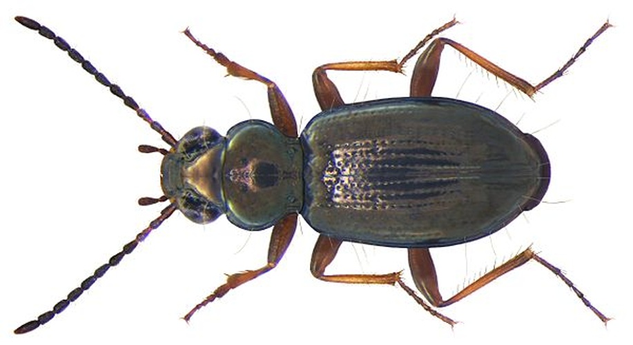 Bembidion lampros © <a rel="nofollow" class="external text" href="https://www.flickr.com/people/30703260@N08">Udo Schmidt</a> from Deutschland