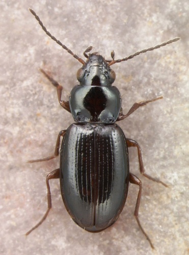Bembidion obtusum © David R. Madison
