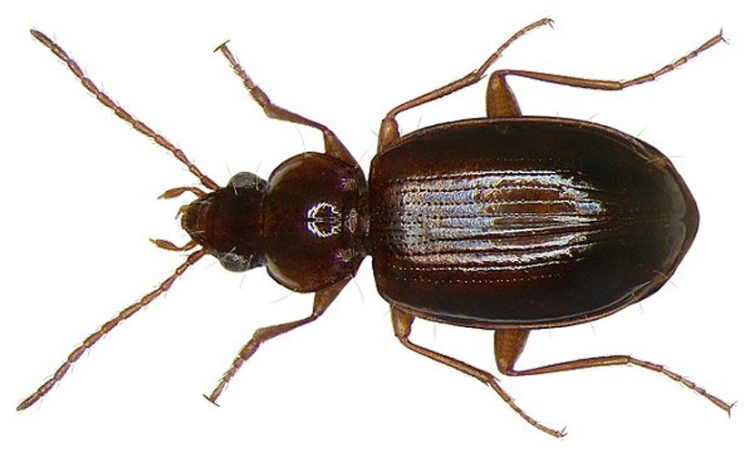 Ocys harpaloides &copy; <a rel="nofollow" class="external text" href="https://www.flickr.com/people/30703260@N08">Udo Schmidt</a> from Deutschland