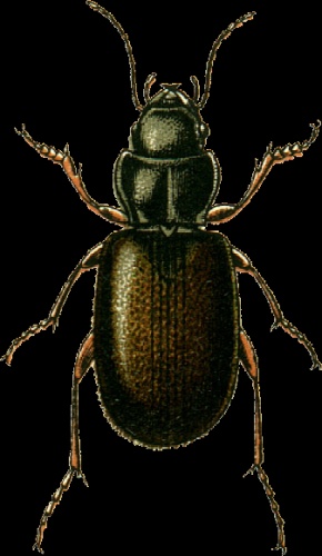 Tachys bistriatus &copy; Georgiy Jacobson