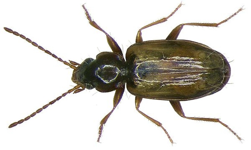 Tachys scutellaris &copy; <a rel="nofollow" class="external text" href="https://www.flickr.com/people/30703260@N08">Udo Schmidt</a> from Deutschland