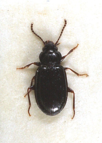 Tachyta nana &copy; M. Virtala