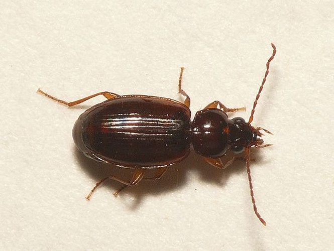 Trechus obtusus &copy; <table style="width:100%; border:1px solid #aaa; background:#efd; text-align:center"><tbody><tr>
<td>
<a href="//commons.wikimedia.org/wiki/File:Aspitates_ochrearia.jpg" class="image"><img alt="Aspitates ochrearia.jpg" src="https://upload.wikimedia.org/wikipedia/commons/thumb/b/bc/Aspitates_ochrearia.jpg/55px-Aspitates_ochrearia.jpg" decoding="async" width="55" height="41" srcset="https://upload.wikimedia.org/wikipedia/commons/thumb/b/bc/Aspitates_ochrearia.jpg/83px-Aspitates_ochrearia.jpg 1.5x, https://upload.wikimedia.org/wikipedia/commons/thumb/b/bc/Aspitates_ochrearia.jpg/110px-Aspitates_ochrearia.jpg 2x" data-file-width="800" data-file-height="600"></a>
</td>
<td>This image is created by user <a rel="nofollow" class="external text" href="http://waarneming.nl/user/photos/19474">Dick Belgers</a> at <a rel="nofollow" class="external text" href="http://waarneming.nl/">waarneming.nl</a>, a source of nature observations in the Netherlands.
</td>
</tr></tbody></table>