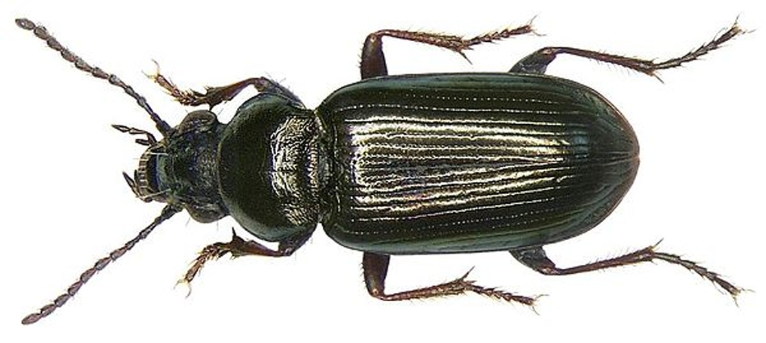 Pogonus littoralis &copy; <a rel="nofollow" class="external text" href="https://www.flickr.com/people/30703260@N08">Udo Schmidt</a> from Deutschland