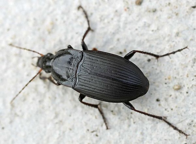 Calathus luctuosus &copy; 
