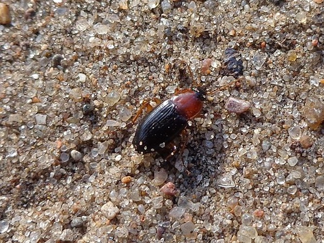 Calathus melanocephalus &copy; <a href="//commons.wikimedia.org/wiki/User:AfroBrazilian" title="User:AfroBrazilian">AfroBrazilian</a>