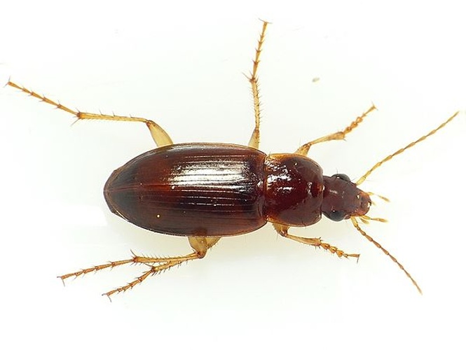 Calathus mollis &copy; <table style="width:100%; border:1px solid #aaa; background:#efd; text-align:center"><tbody><tr>
<td>
<a href="//commons.wikimedia.org/wiki/File:Aspitates_ochrearia.jpg" class="image"><img alt="Aspitates ochrearia.jpg" src="https://upload.wikimedia.org/wikipedia/commons/thumb/b/bc/Aspitates_ochrearia.jpg/55px-Aspitates_ochrearia.jpg" decoding="async" width="55" height="41" srcset="https://upload.wikimedia.org/wikipedia/commons/thumb/b/bc/Aspitates_ochrearia.jpg/83px-Aspitates_ochrearia.jpg 1.5x, https://upload.wikimedia.org/wikipedia/commons/thumb/b/bc/Aspitates_ochrearia.jpg/110px-Aspitates_ochrearia.jpg 2x" data-file-width="800" data-file-height="600"></a>
</td>
<td>This image is created by user <a rel="nofollow" class="external text" href="http://waarneming.nl/user/photos/19474">Dick Belgers</a> at <a rel="nofollow" class="external text" href="http://waarneming.nl/">waarneming.nl</a>, a source of nature observations in the Netherlands.
</td>
</tr></tbody></table>