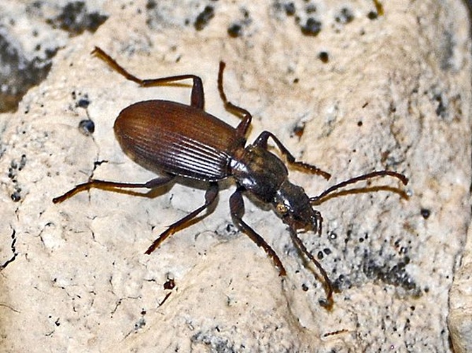 Laemostenus janthinus © <a href="//commons.wikimedia.org/wiki/User:Hectonichus" title="User:Hectonichus">Hectonichus</a>