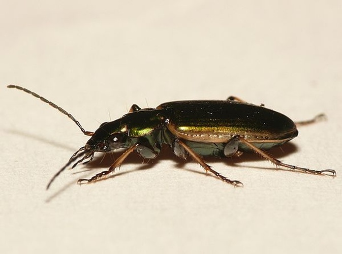 Agonum marginatum © <table style="width:100%; border:1px solid #aaa; background:#efd; text-align:center"><tbody><tr>
<td>
<a href="//commons.wikimedia.org/wiki/File:Aspitates_ochrearia.jpg" class="image"><img alt="Aspitates ochrearia.jpg" src="https://upload.wikimedia.org/wikipedia/commons/thumb/b/bc/Aspitates_ochrearia.jpg/55px-Aspitates_ochrearia.jpg" decoding="async" width="55" height="41" srcset="https://upload.wikimedia.org/wikipedia/commons/thumb/b/bc/Aspitates_ochrearia.jpg/83px-Aspitates_ochrearia.jpg 1.5x, https://upload.wikimedia.org/wikipedia/commons/thumb/b/bc/Aspitates_ochrearia.jpg/110px-Aspitates_ochrearia.jpg 2x" data-file-width="800" data-file-height="600"></a>
</td>
<td>This image is created by user <a rel="nofollow" class="external text" href="http://waarneming.nl/user/photos/19474">Dick Belgers</a> at <a rel="nofollow" class="external text" href="http://waarneming.nl/">waarneming.nl</a>, a source of nature observations in the Netherlands.
</td>
</tr></tbody></table>
