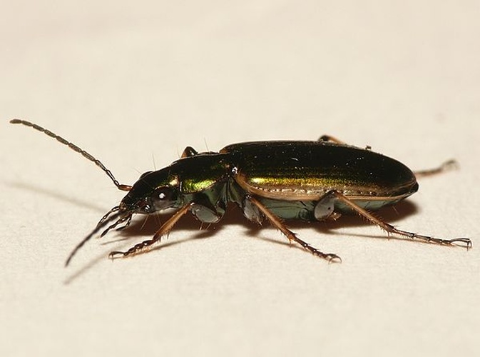 Agonum marginatum &copy; <table style="width:100%; border:1px solid #aaa; background:#efd; text-align:center"><tbody><tr>
<td>
<a href="//commons.wikimedia.org/wiki/File:Aspitates_ochrearia.jpg" class="image"><img alt="Aspitates ochrearia.jpg" src="https://upload.wikimedia.org/wikipedia/commons/thumb/b/bc/Aspitates_ochrearia.jpg/55px-Aspitates_ochrearia.jpg" decoding="async" width="55" height="41" srcset="https://upload.wikimedia.org/wikipedia/commons/thumb/b/bc/Aspitates_ochrearia.jpg/83px-Aspitates_ochrearia.jpg 1.5x, https://upload.wikimedia.org/wikipedia/commons/thumb/b/bc/Aspitates_ochrearia.jpg/110px-Aspitates_ochrearia.jpg 2x" data-file-width="800" data-file-height="600"></a>
</td>
<td>This image is created by user <a rel="nofollow" class="external text" href="http://waarneming.nl/user/photos/19474">Dick Belgers</a> at <a rel="nofollow" class="external text" href="http://waarneming.nl/">waarneming.nl</a>, a source of nature observations in the Netherlands.
</td>
</tr></tbody></table>