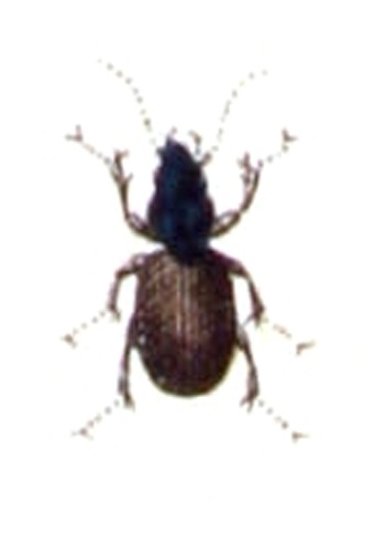 Agonum muelleri © <bdi><a href="https://www.wikidata.org/wiki/Q18508143" class="extiw" title="d:Q18508143">Emil Hochdanz</a>
</bdi>