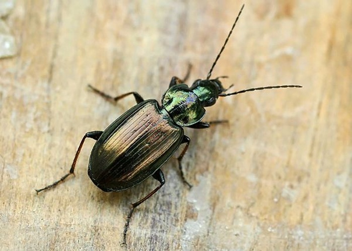 Agonum sexpunctatum © 