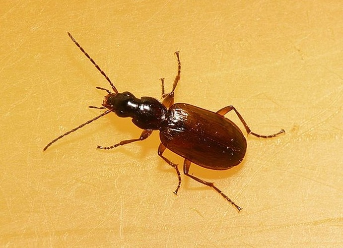 Agonum thoreyi &copy; <table style="width:100%; border:1px solid #aaa; background:#efd; text-align:center"><tbody><tr>
<td>
<a href="//commons.wikimedia.org/wiki/File:Aspitates_ochrearia.jpg" class="image"><img alt="Aspitates ochrearia.jpg" src="https://upload.wikimedia.org/wikipedia/commons/thumb/b/bc/Aspitates_ochrearia.jpg/55px-Aspitates_ochrearia.jpg" decoding="async" width="55" height="41" srcset="https://upload.wikimedia.org/wikipedia/commons/thumb/b/bc/Aspitates_ochrearia.jpg/83px-Aspitates_ochrearia.jpg 1.5x, https://upload.wikimedia.org/wikipedia/commons/thumb/b/bc/Aspitates_ochrearia.jpg/110px-Aspitates_ochrearia.jpg 2x" data-file-width="800" data-file-height="600"></a>
</td>
<td>This image is created by user <a rel="nofollow" class="external text" href="http://waarneming.nl/user/photos/19474">Dick Belgers</a> at <a rel="nofollow" class="external text" href="http://waarneming.nl/">waarneming.nl</a>, a source of nature observations in the Netherlands.
</td>
</tr></tbody></table>